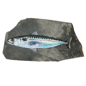Mackeral