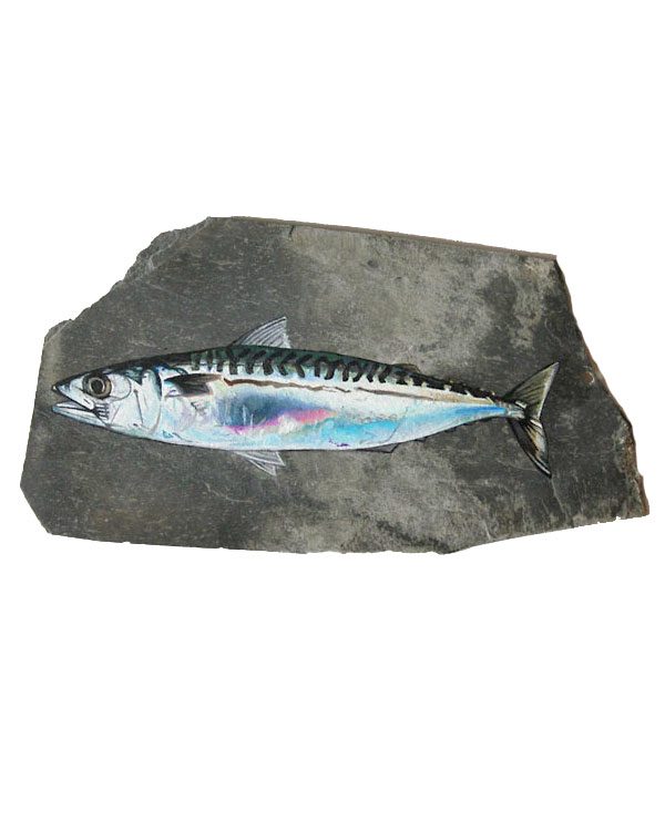 Mackeral