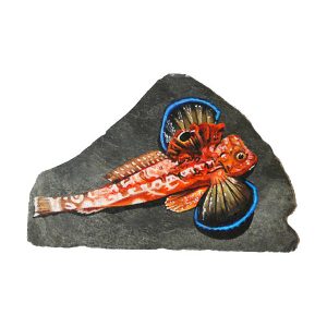 Red Gurnard