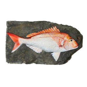 Red Sea Bream